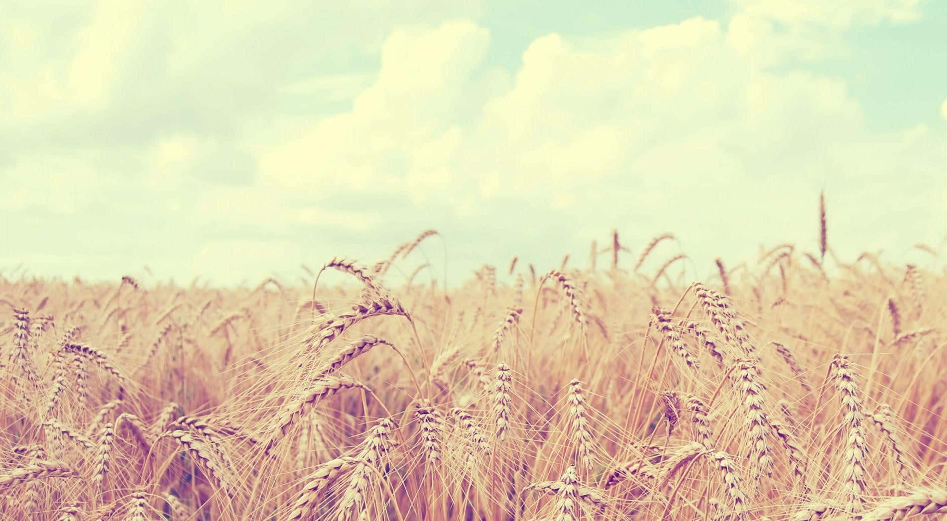 Golden Wheat Field Sky Wallpaper