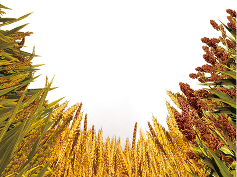 Golden Wheat Field Sky View PNG