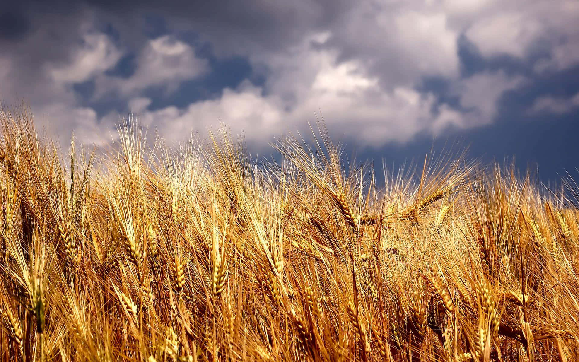 Golden Wheat Field Stormy Sky Wallpaper
