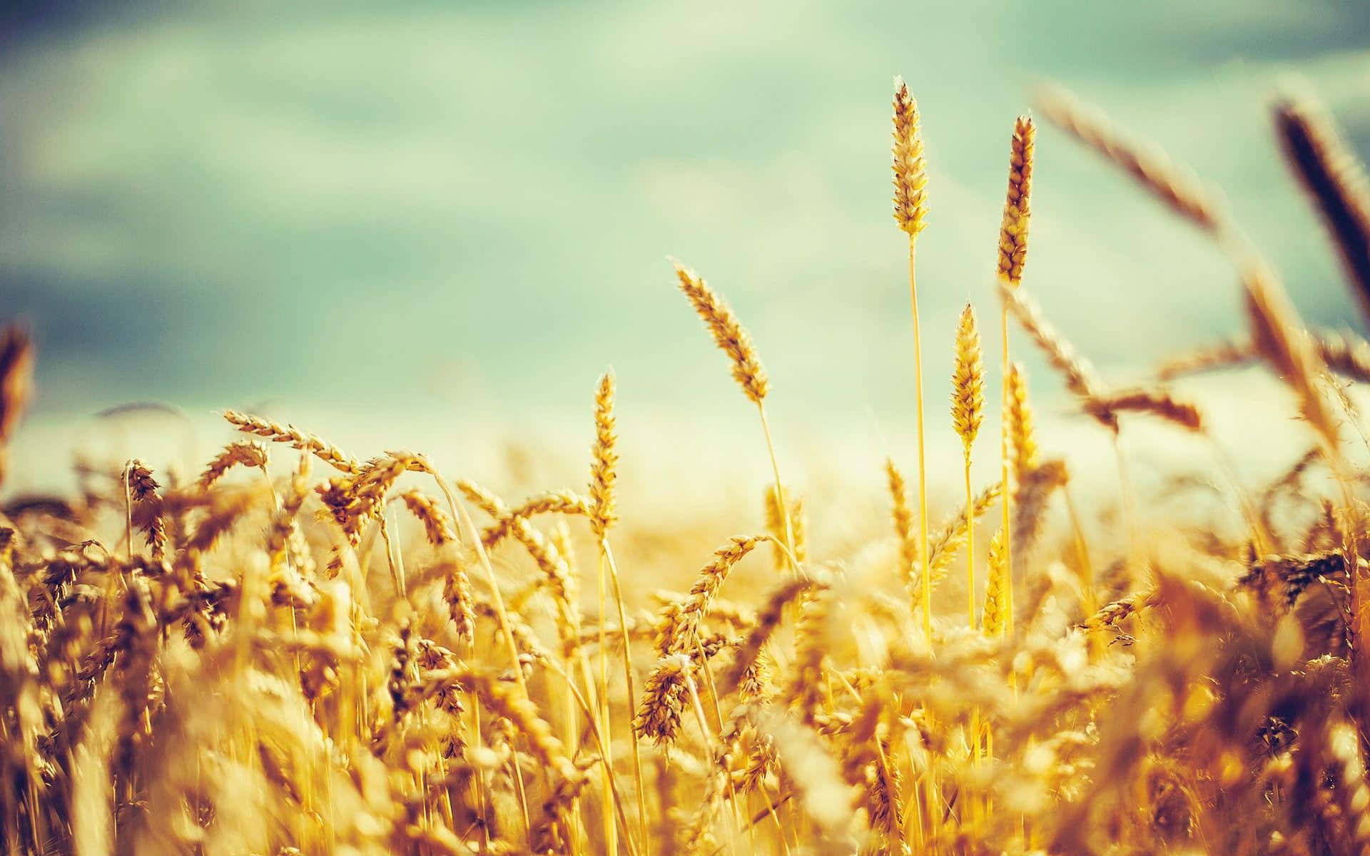Golden Wheat Field Sunlit Wallpaper