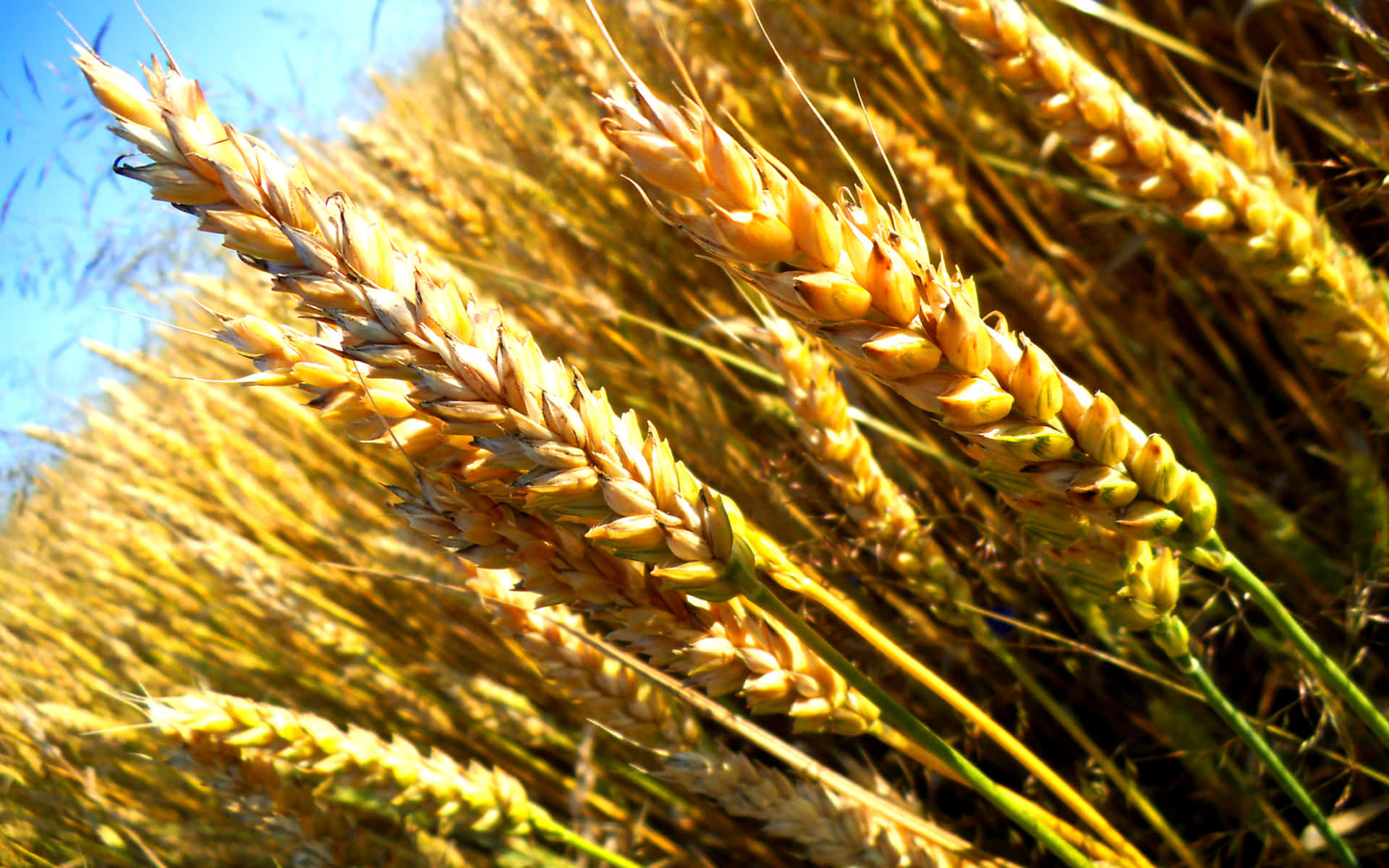 Golden Wheat Field Sunlit Wallpaper