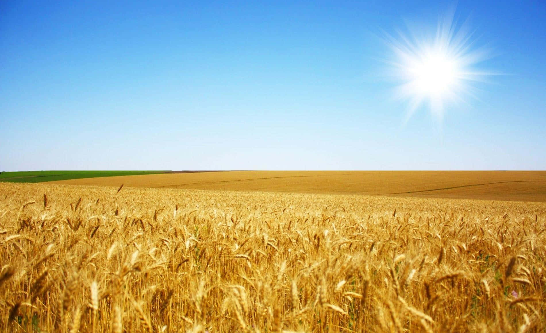 Golden Wheat Field Sunny Sky Wallpaper