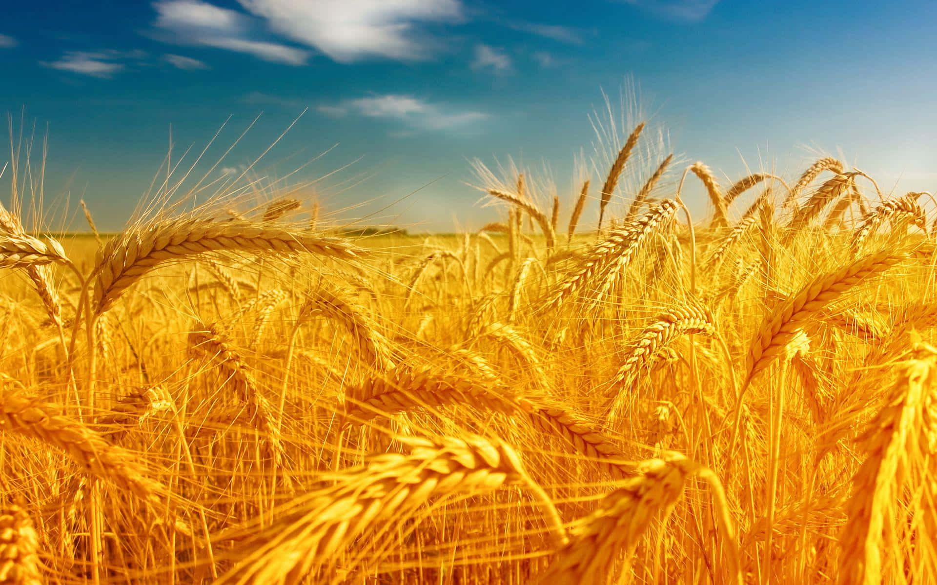 Golden Wheat Field Sunny Sky Wallpaper