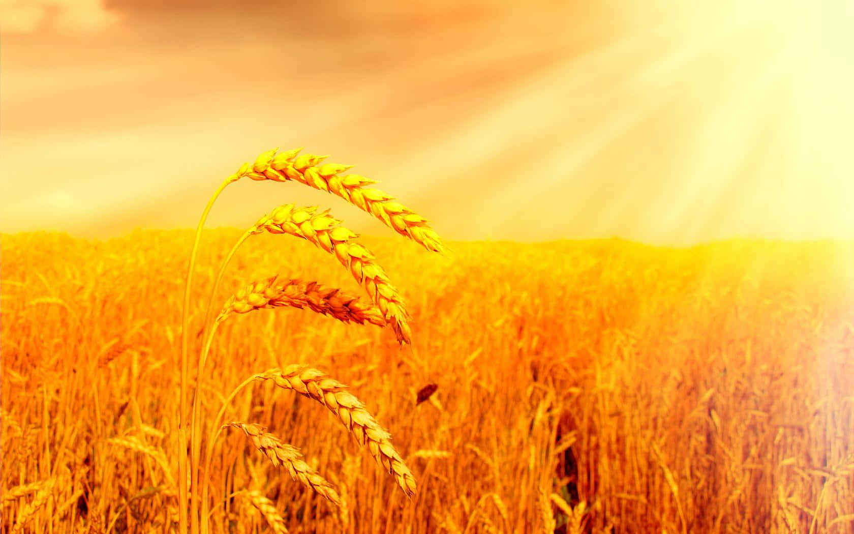 Golden Wheat Field Sunrise Wallpaper