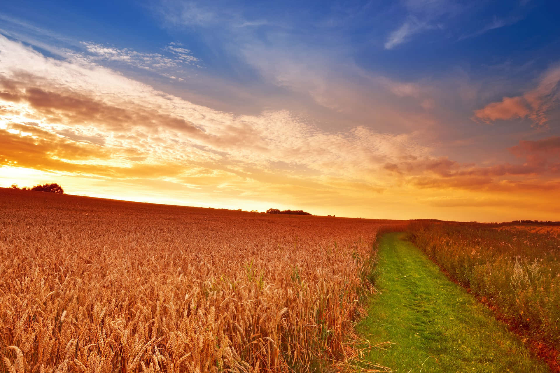 Golden Wheat Field Sunset Wallpaper