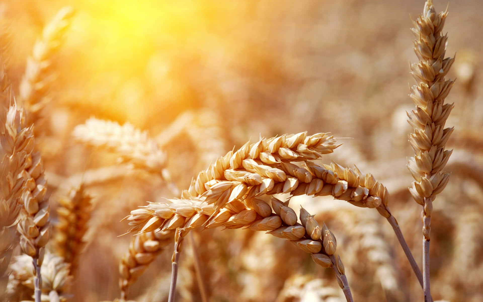 Golden Wheat Field Sunset Wallpaper