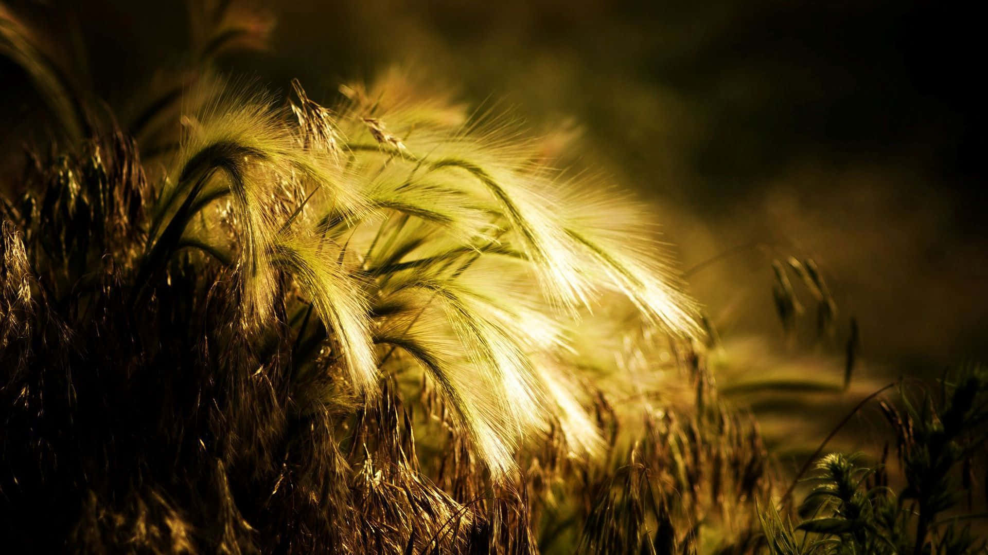 Golden Wheat Field Sunset Glow Wallpaper
