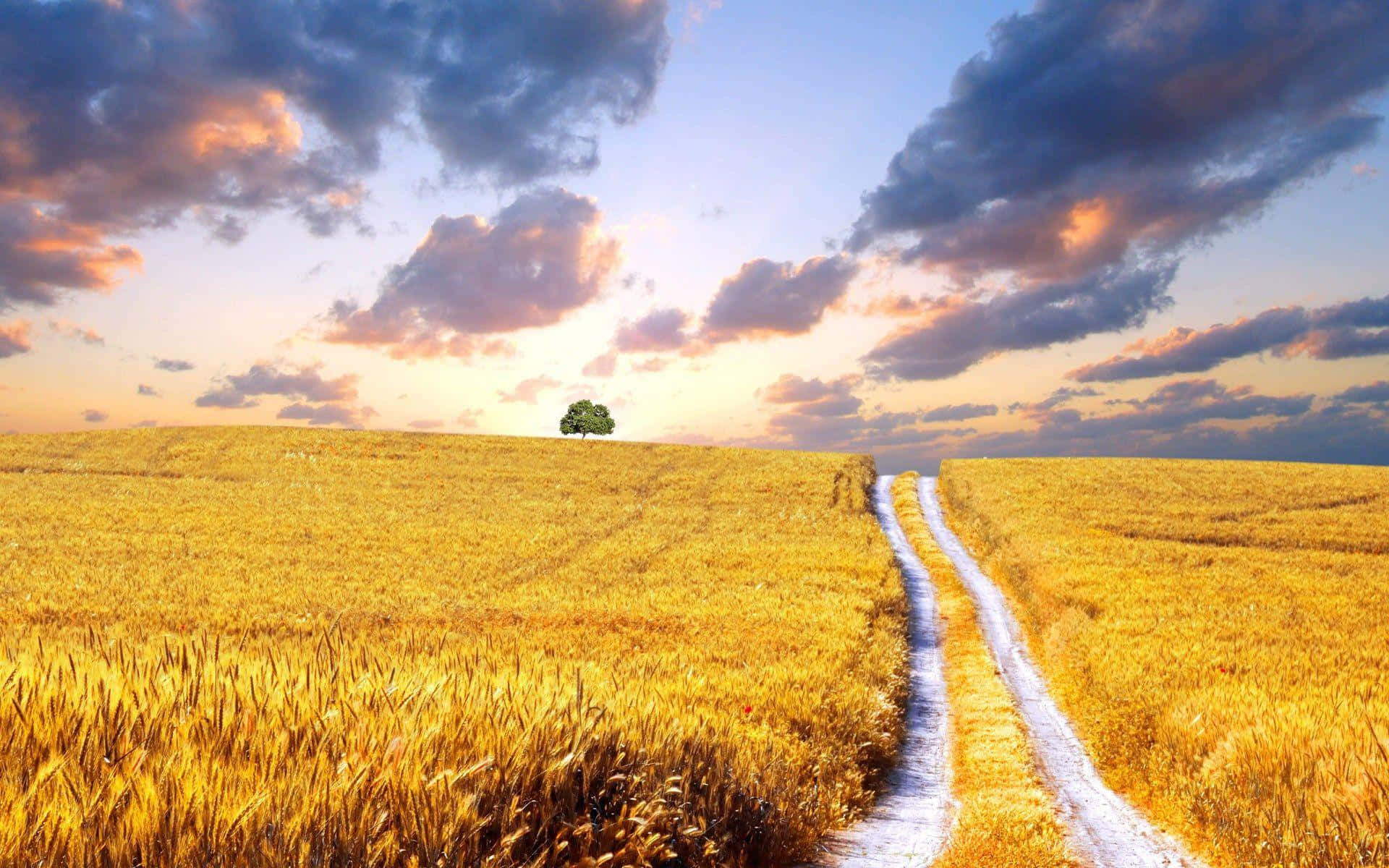 Golden Wheat Field Sunset Path Wallpaper