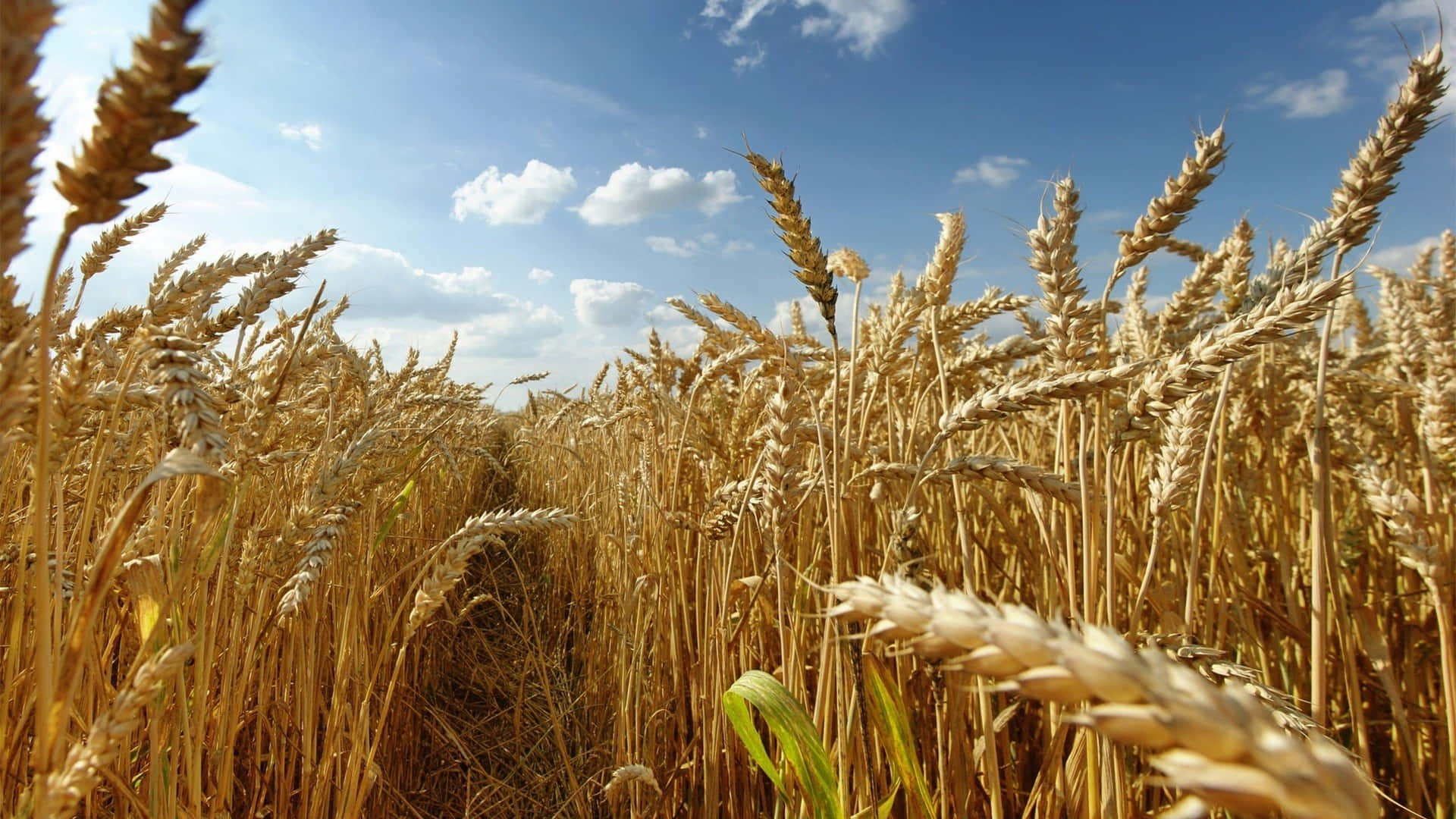 Golden Wheat Field Under Blue Sky Wallpaper