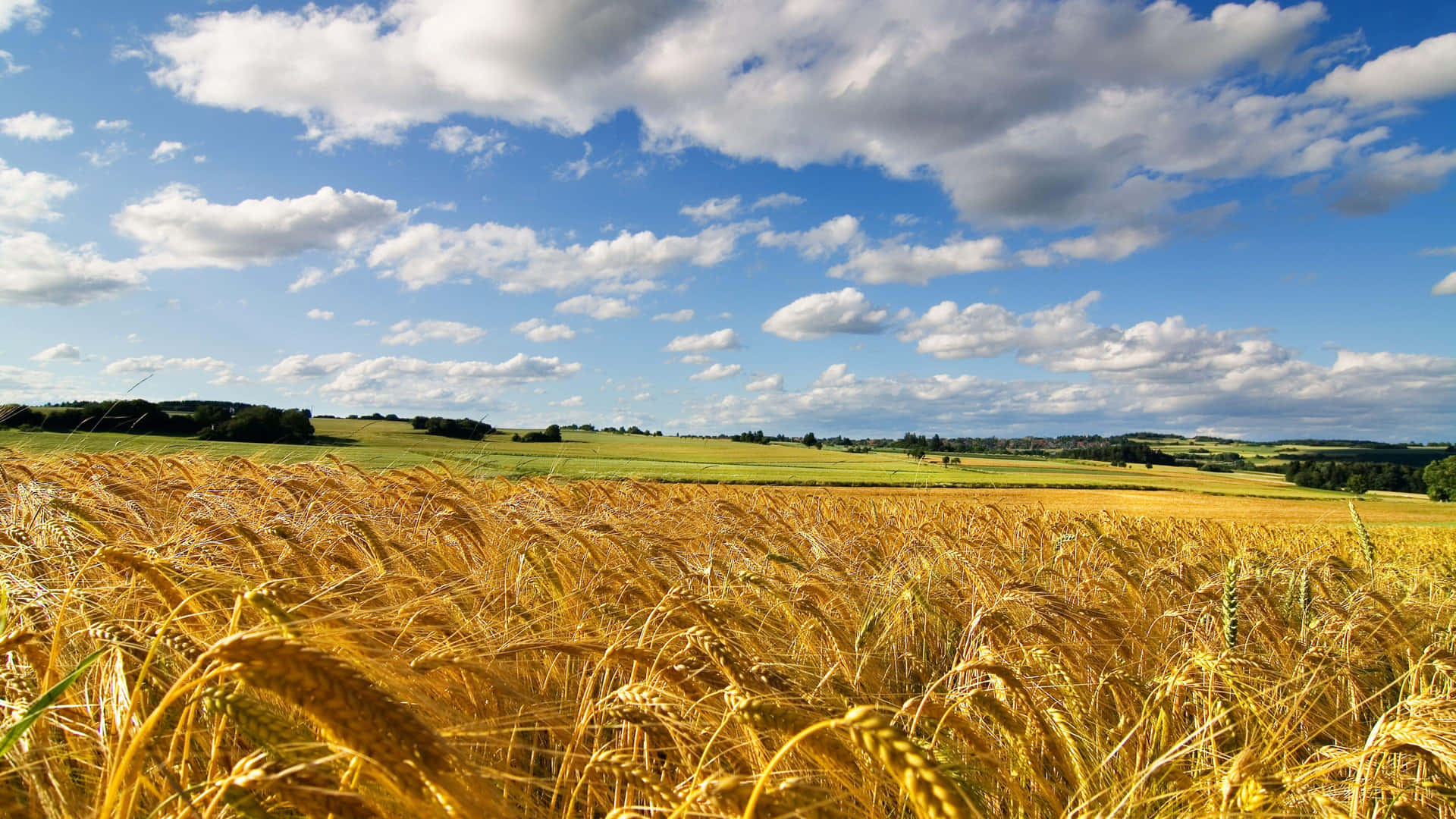 Golden Wheat Field Under Blue Sky Wallpaper