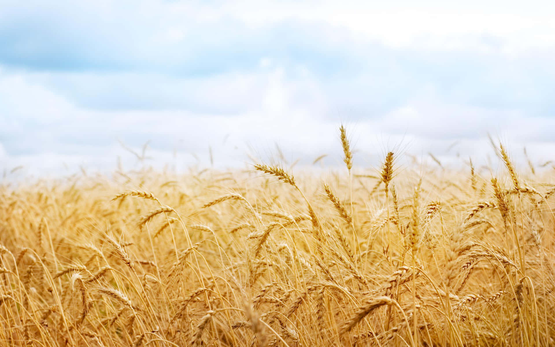 Golden Wheat Field Under Cloudy Sky Wallpaper