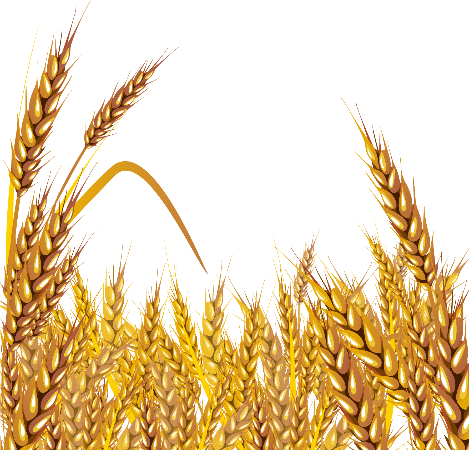 Golden Wheat Field Vector Illustration PNG