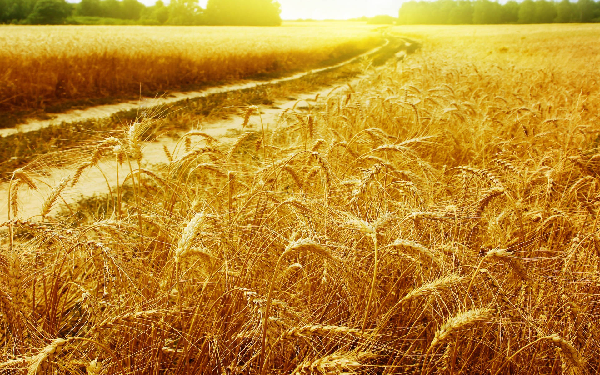 Golden Wheat Field With Waterway Wallpaper