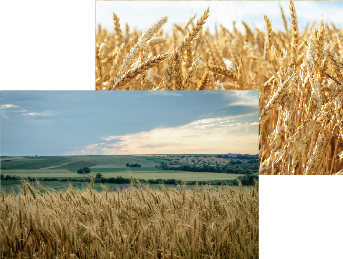 Golden Wheat Fields Collage PNG