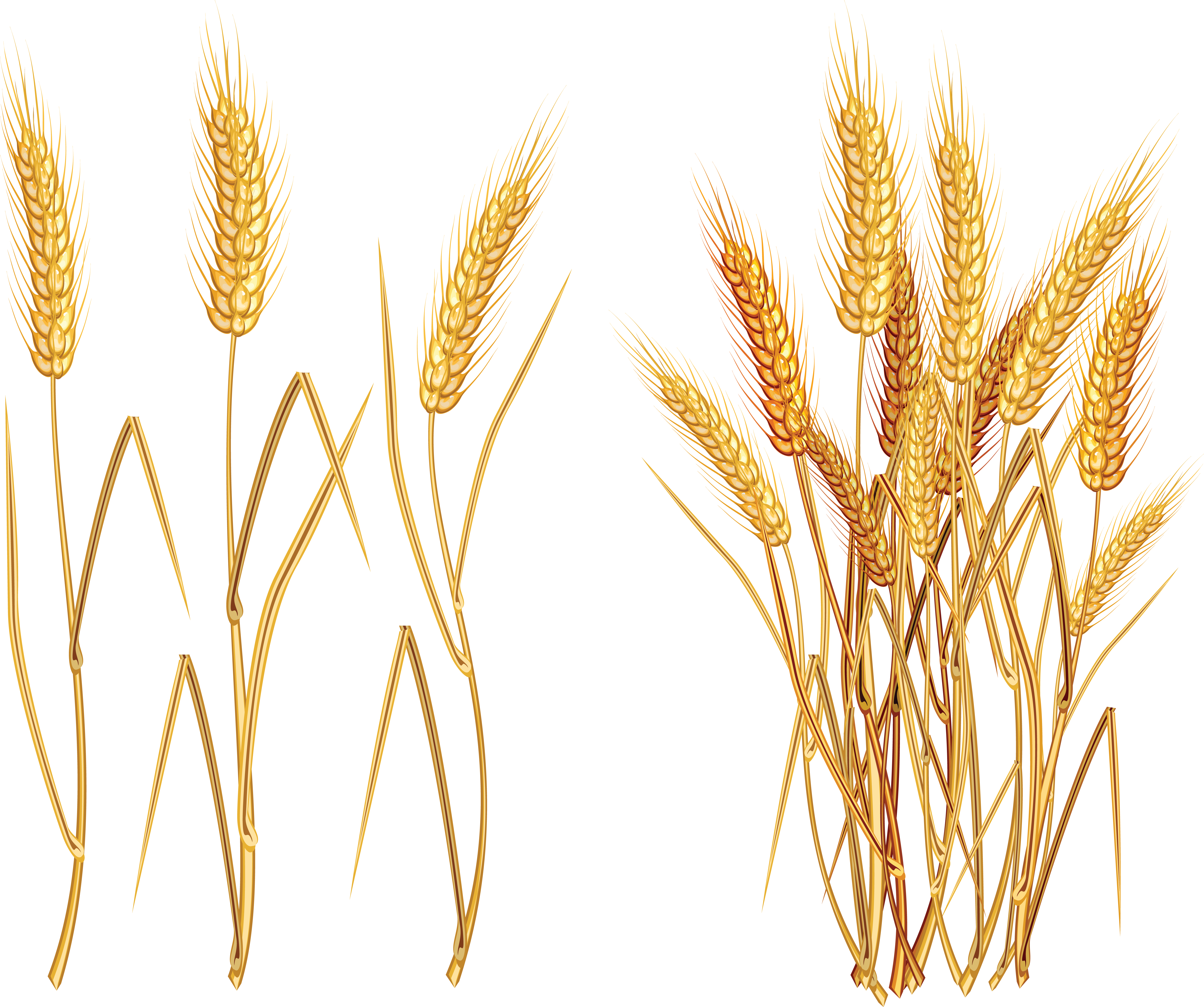 Golden Wheat Illustration PNG