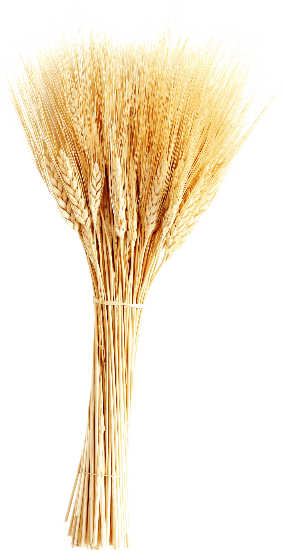 Golden Wheat Sheaf Vector PNG