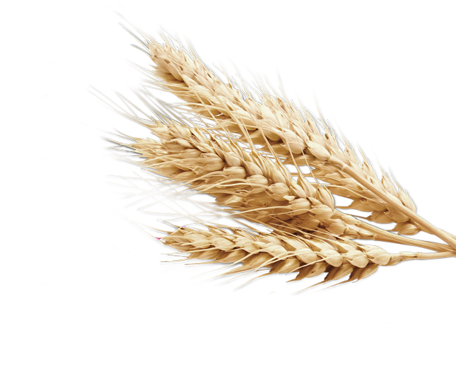 Golden Wheat Sheaves PNG