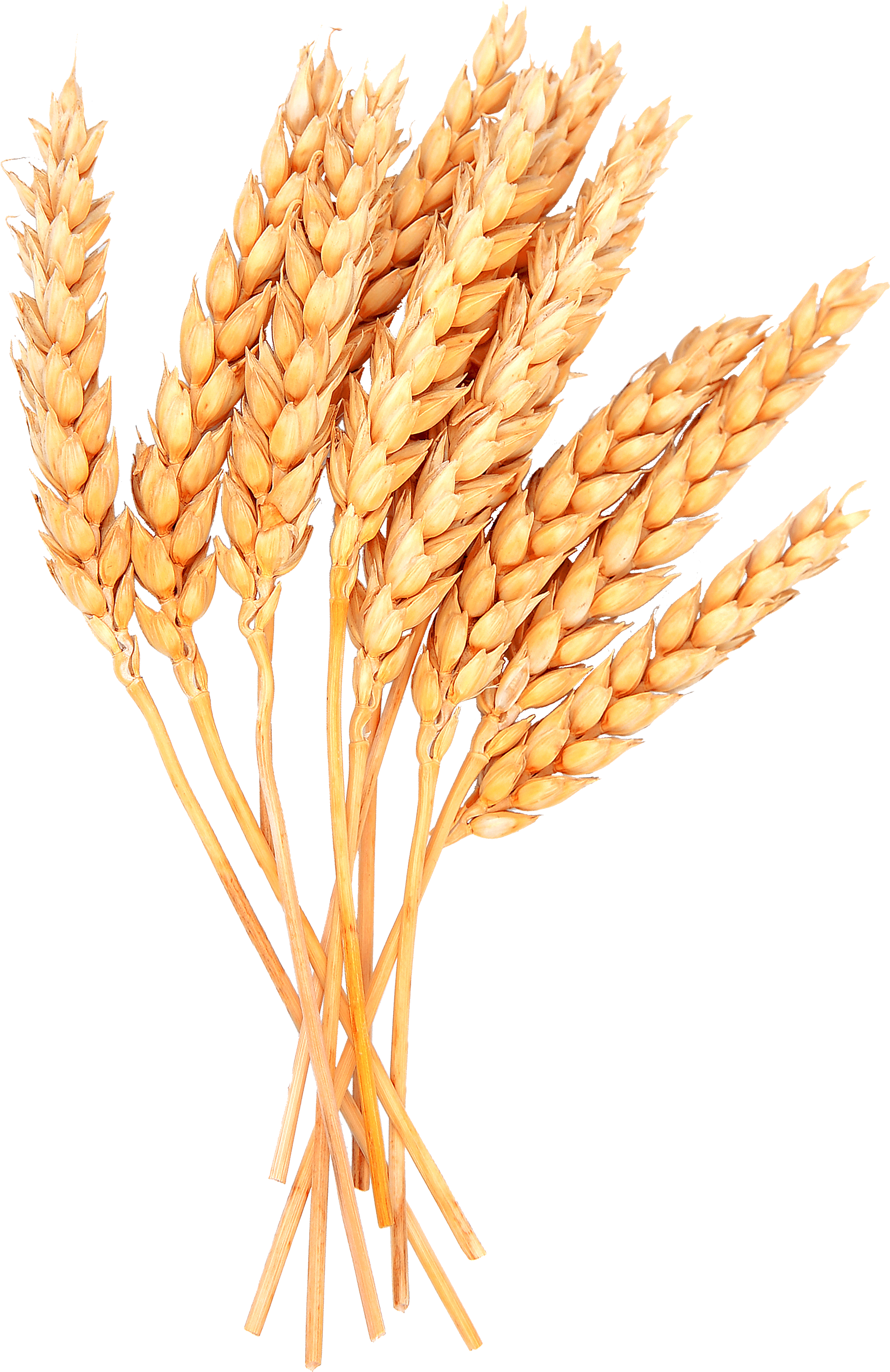 Golden Wheat Sheaves PNG