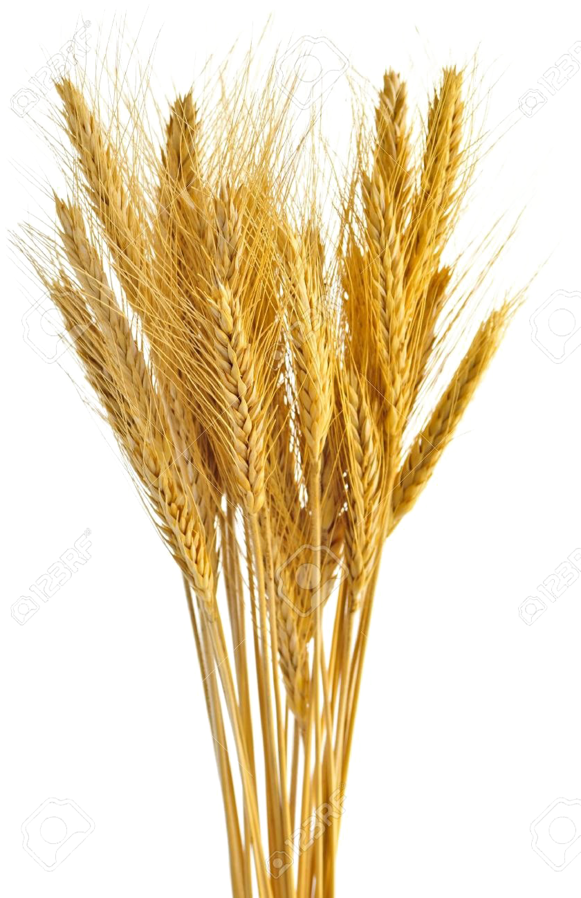 Golden Wheat Sheaves PNG