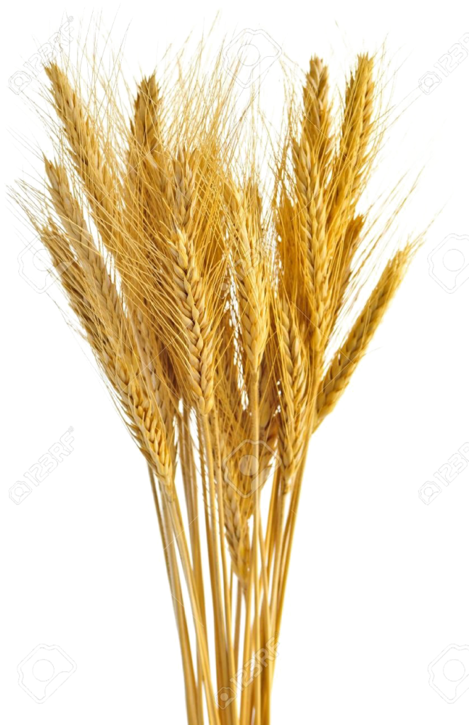 Golden Wheat Sheaves Vector PNG