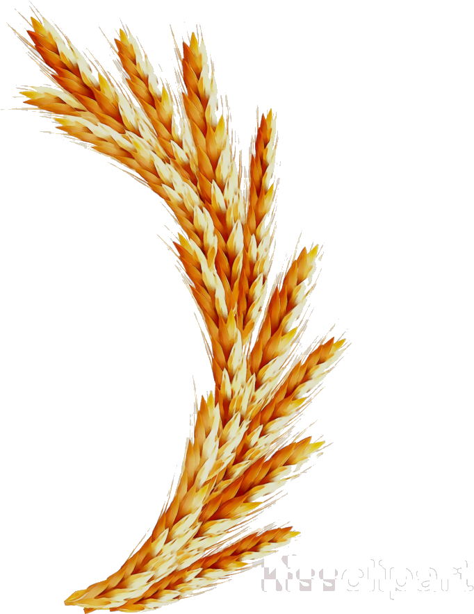 Golden Wheat Sheaves Vector PNG