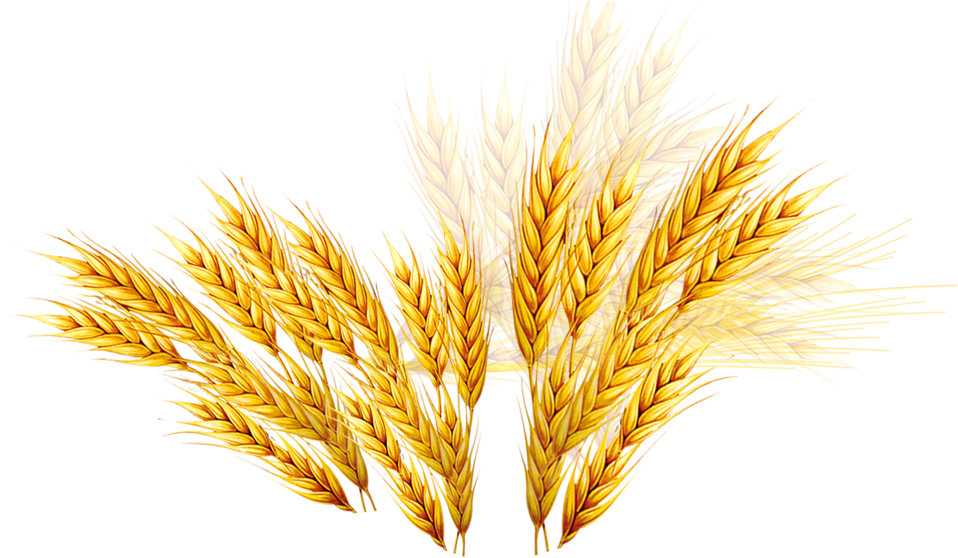 Golden Wheat Sheaves Vector PNG