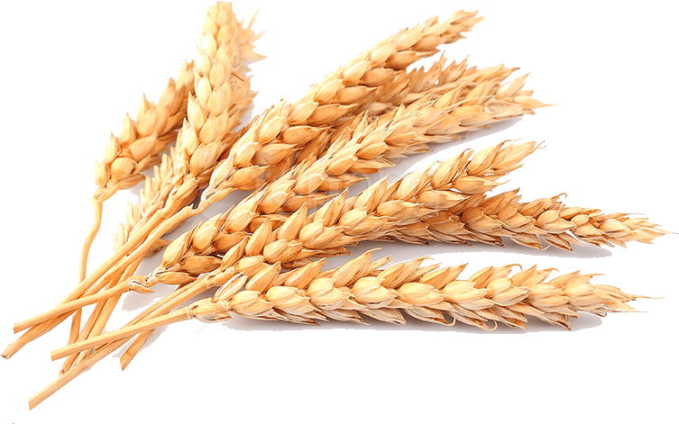 Golden Wheat Stalks PNG