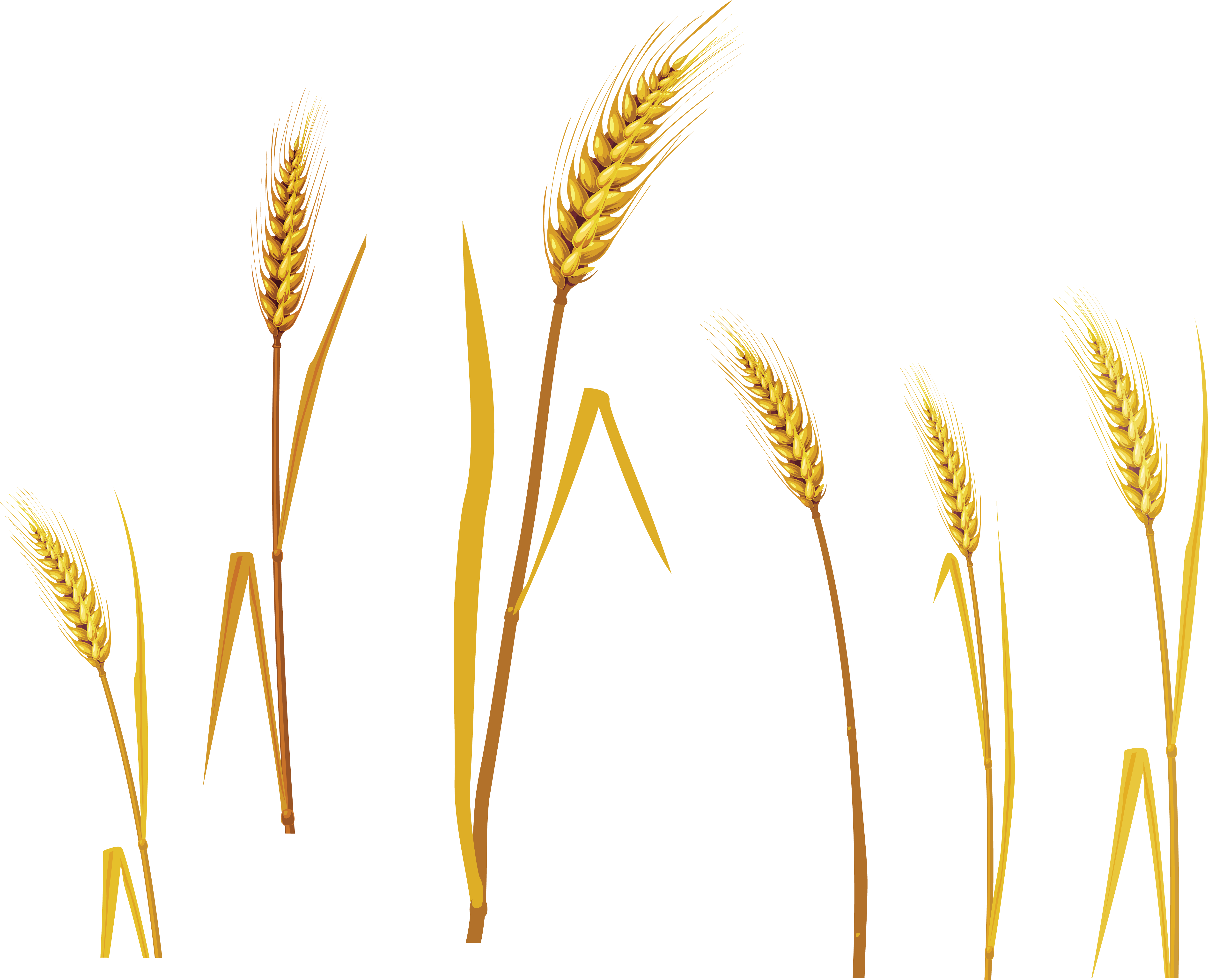 Golden Wheat Stalks Collection PNG