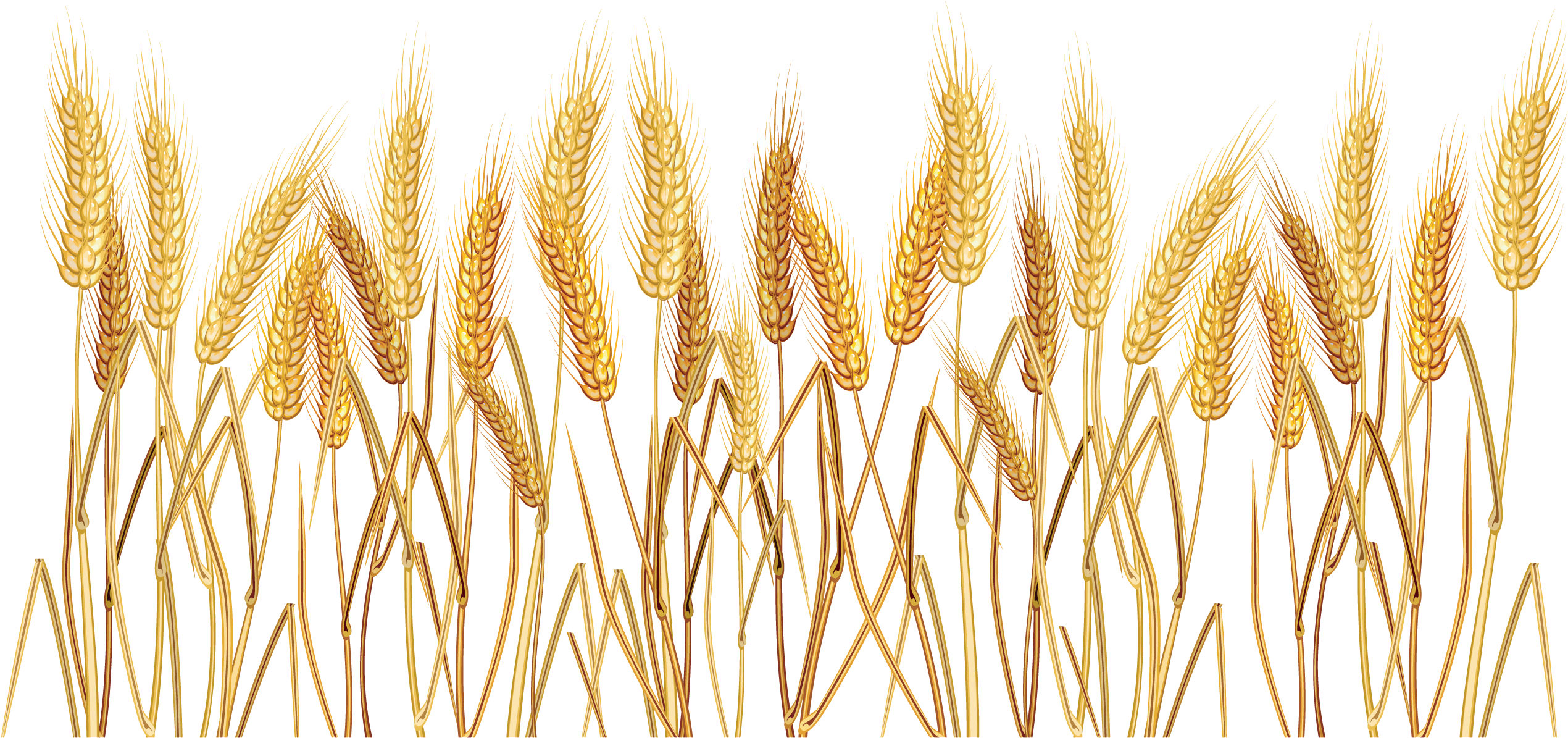 Golden Wheat Stalks Field PNG