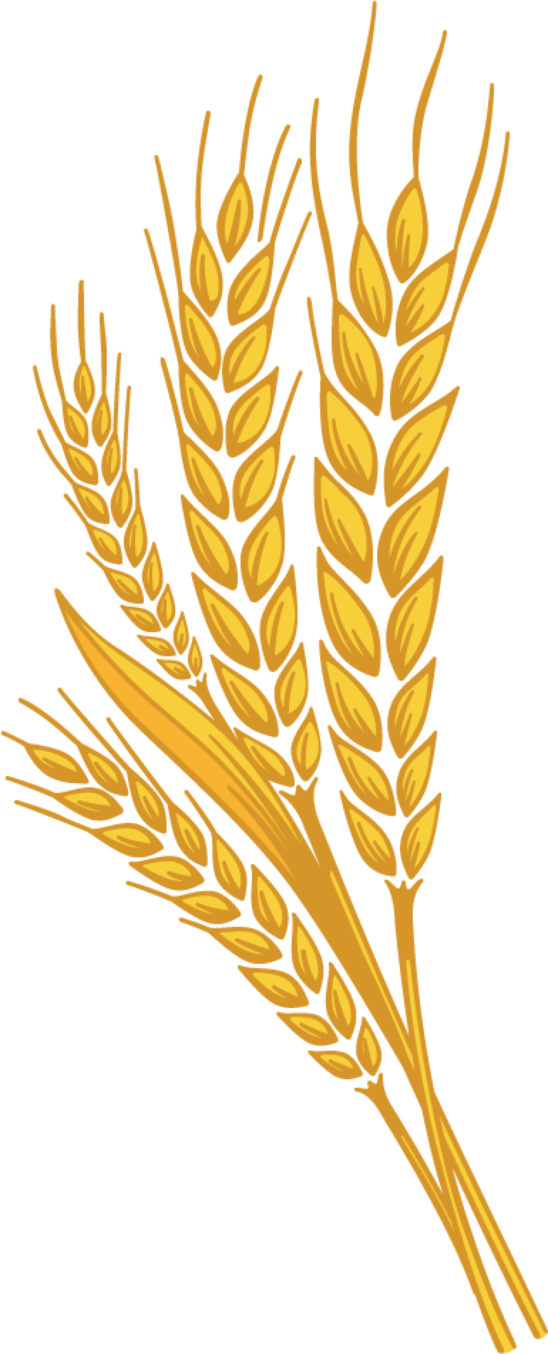 Golden Wheat Stalks Illustration PNG