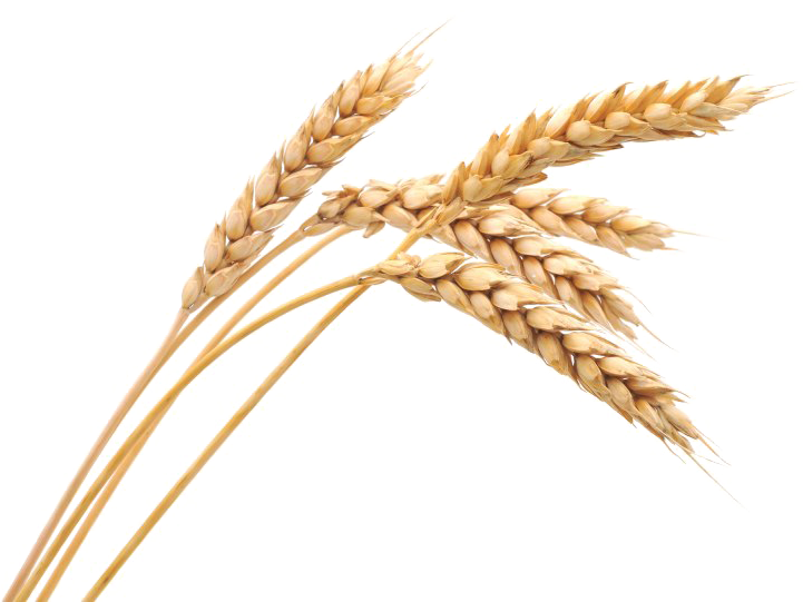 Golden Wheat Stalks PNG