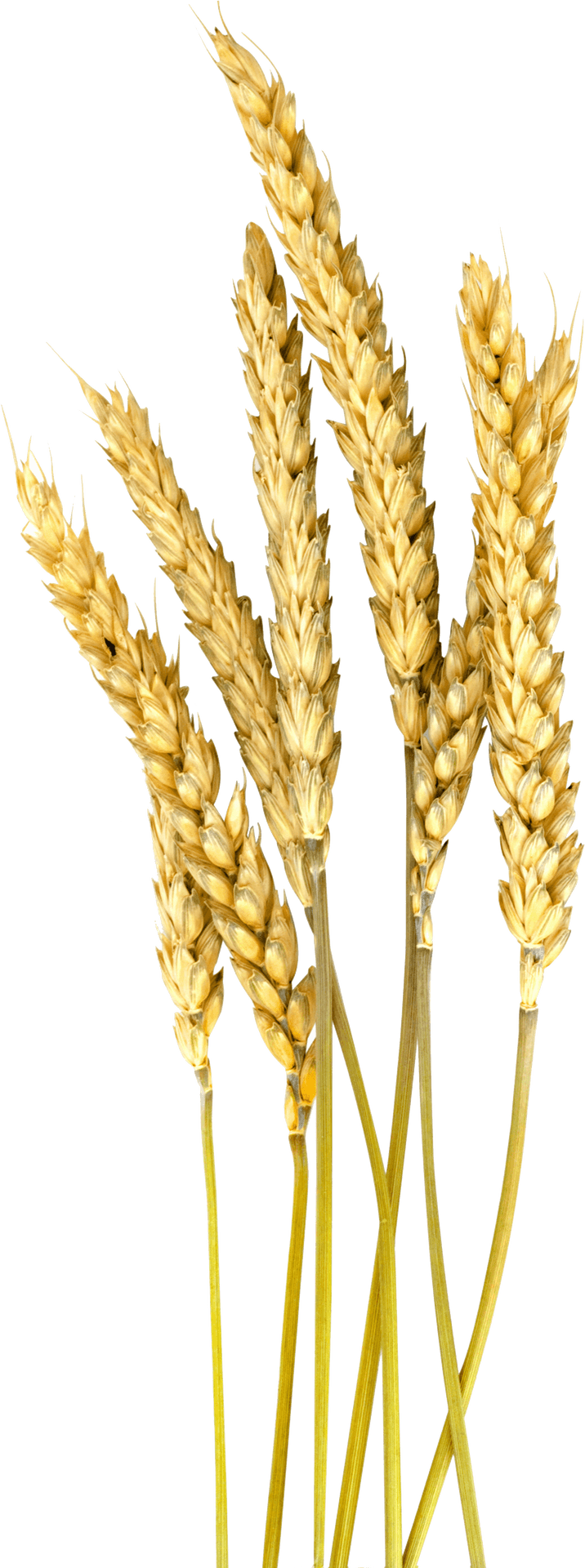 Golden Wheat Stalks Vector PNG