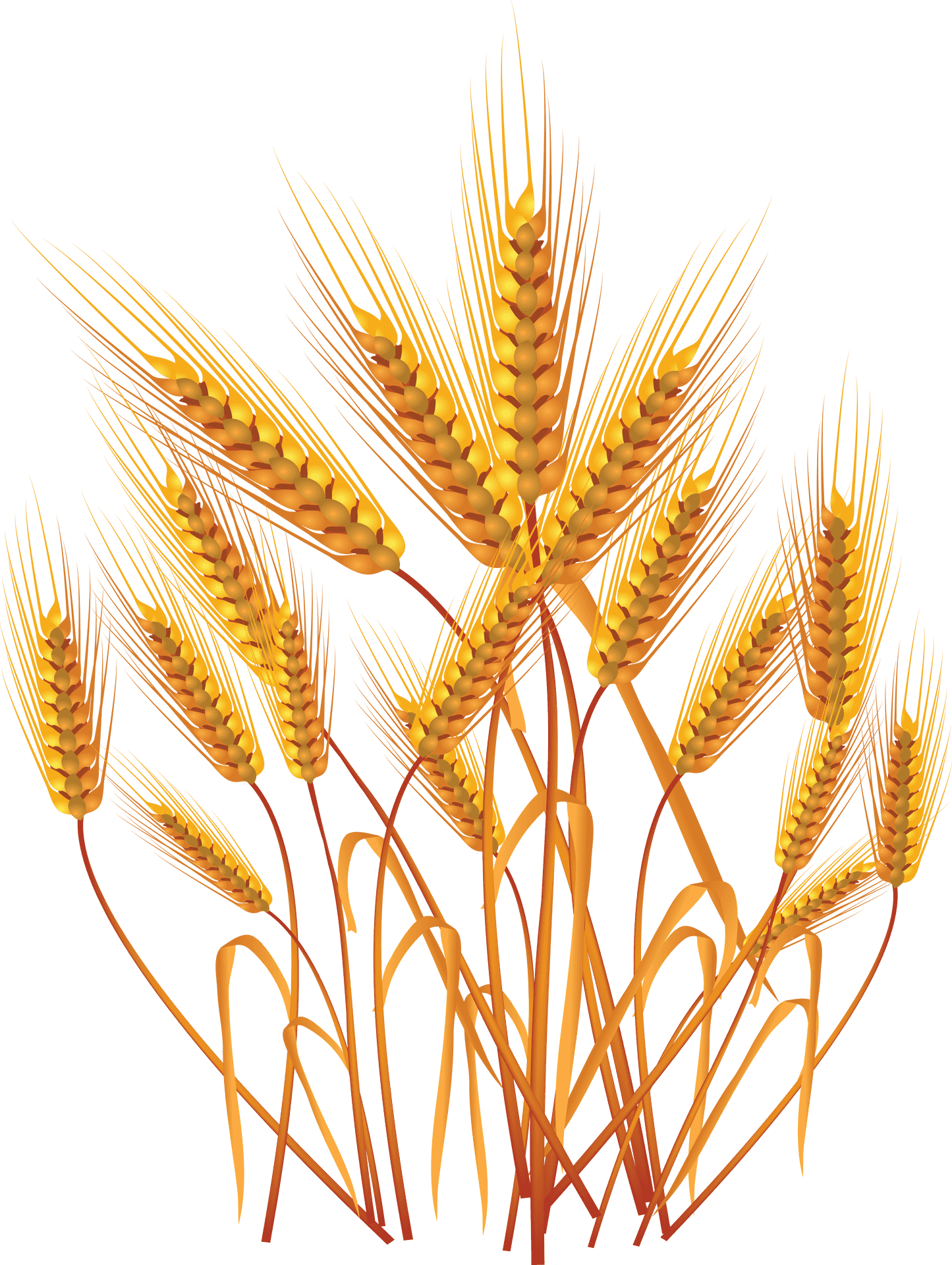 Golden Wheat Vector Illustration PNG