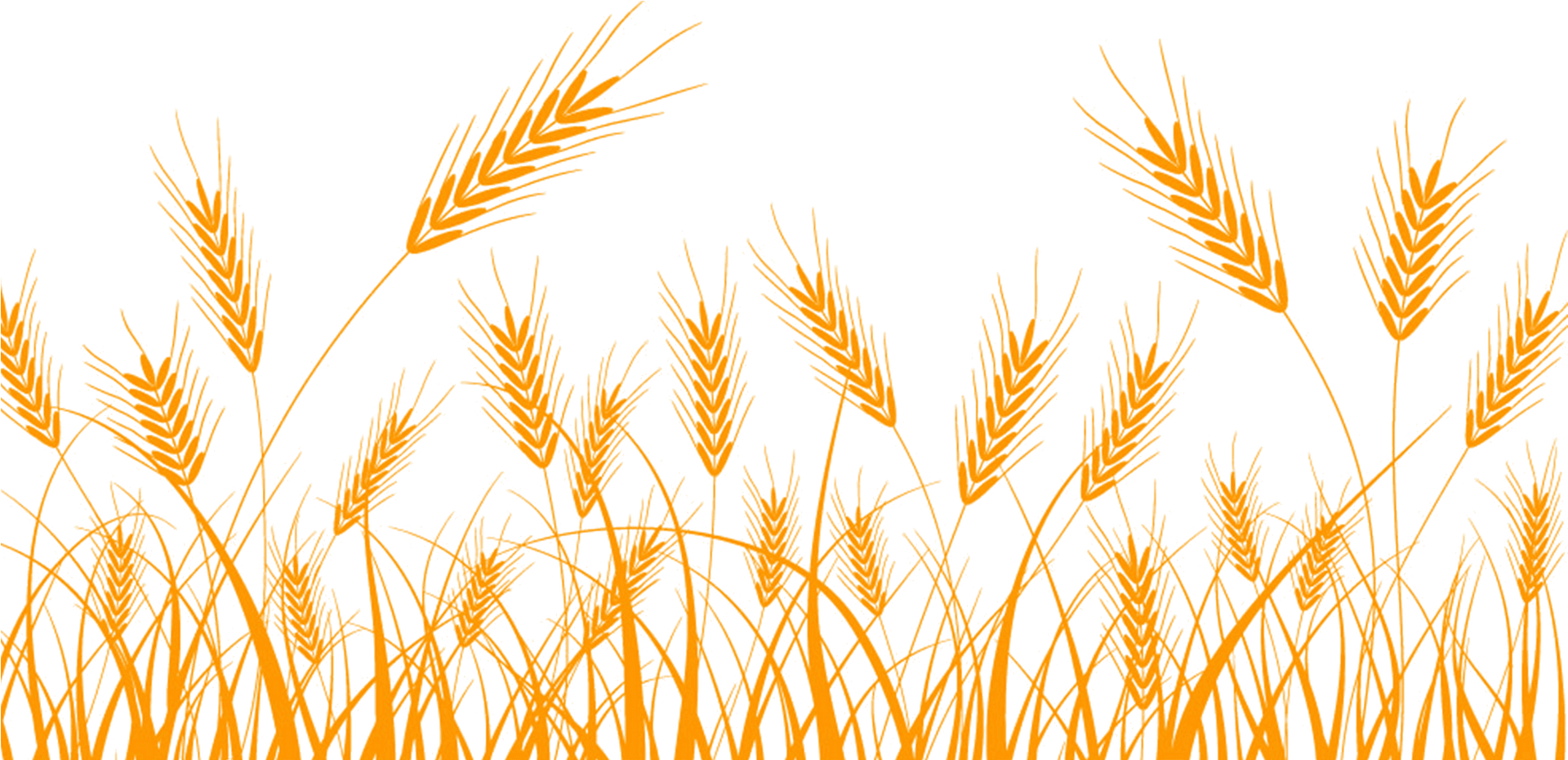 Golden Wheat Vector Illustration PNG