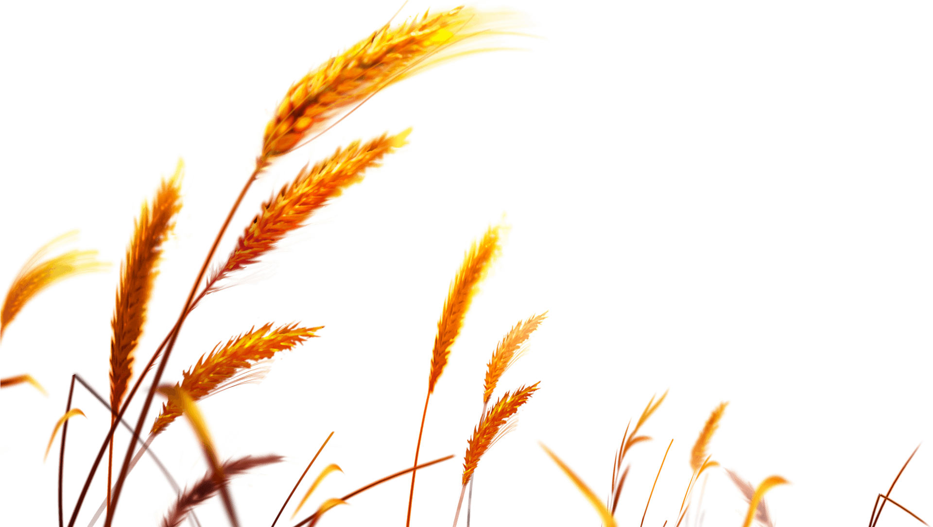 Golden Wheat Vector Illustration PNG