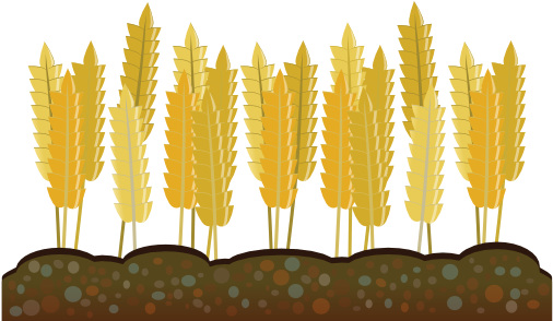 Golden Wheat Vector Illustration PNG