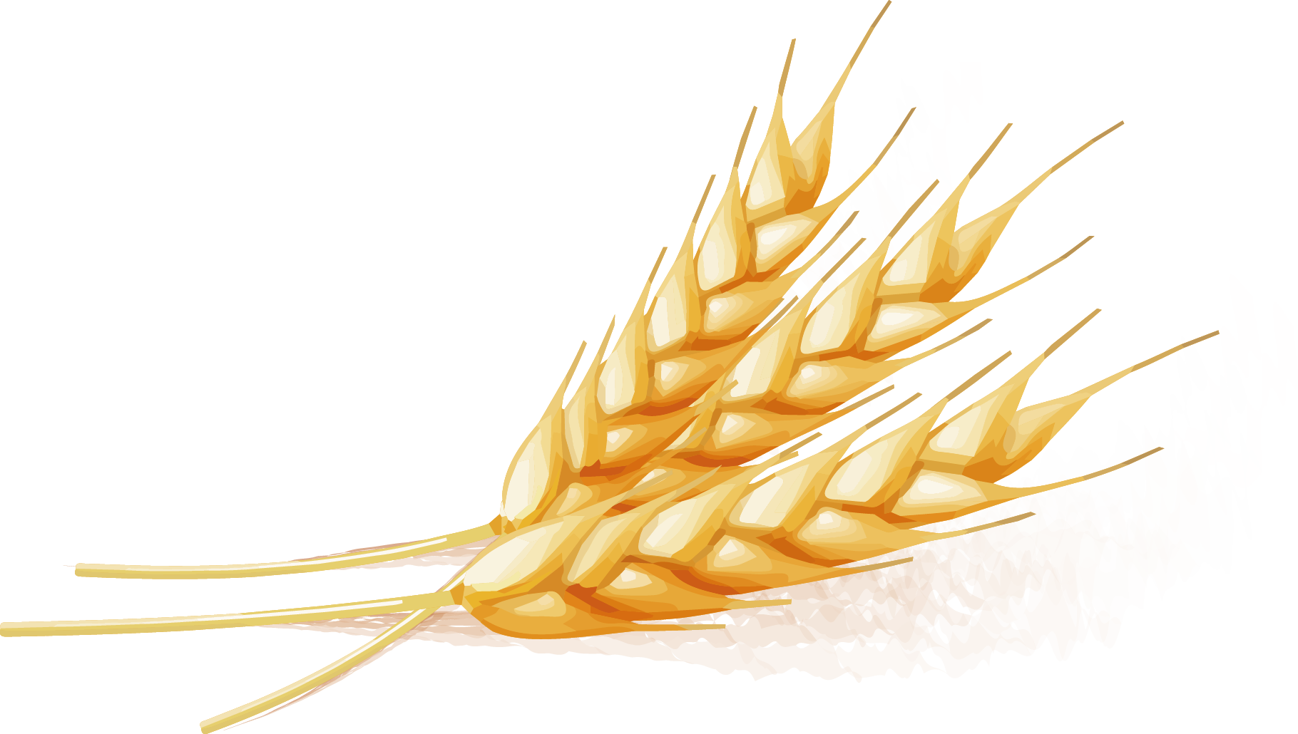 Golden Wheat Vector Illustration PNG