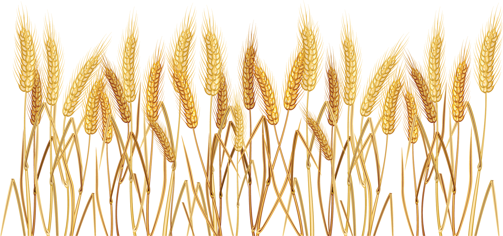 Golden Wheat Vector Illustration PNG