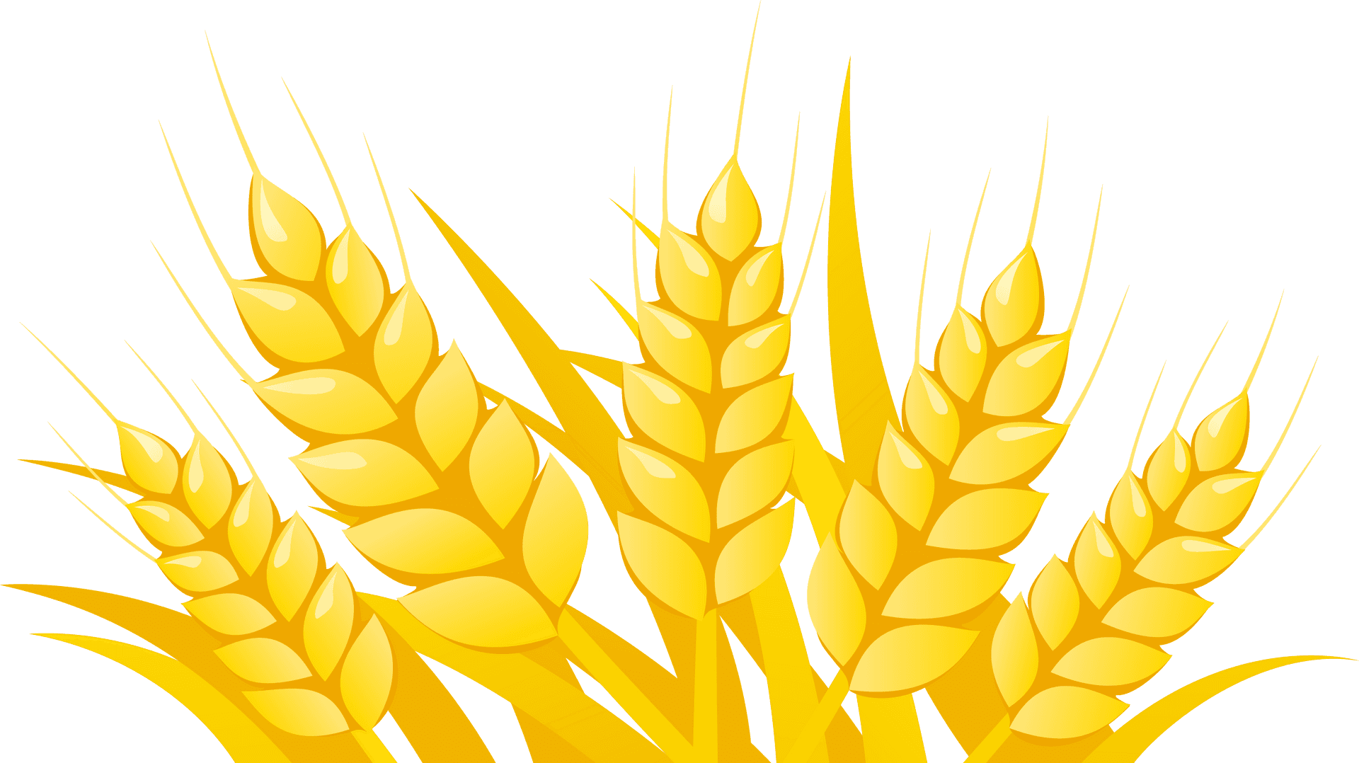 Golden Wheat Vector Illustration PNG