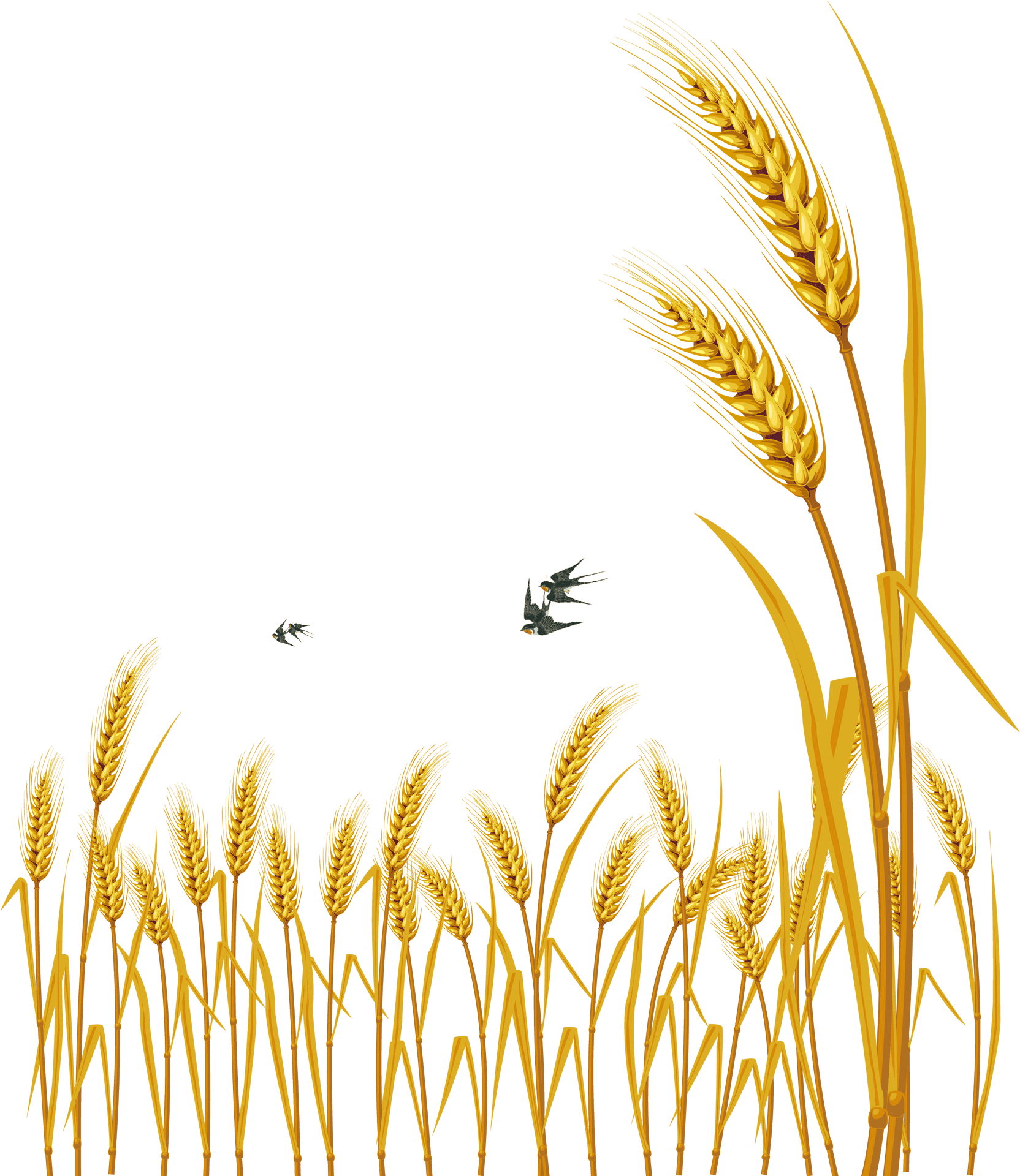 Golden Wheat Vector Illustration PNG