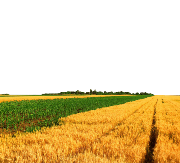 Golden Wheatand Green Meadow Divide PNG