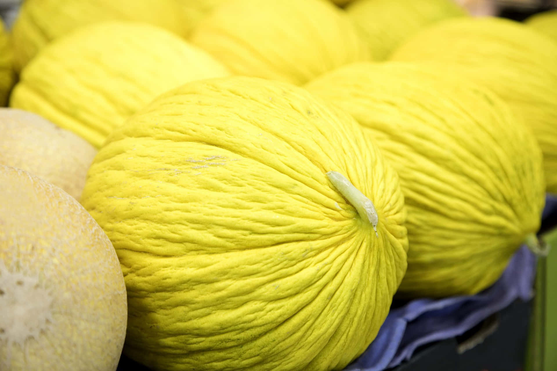 Golden Yellow Casaba Melon Fruits Wallpaper
