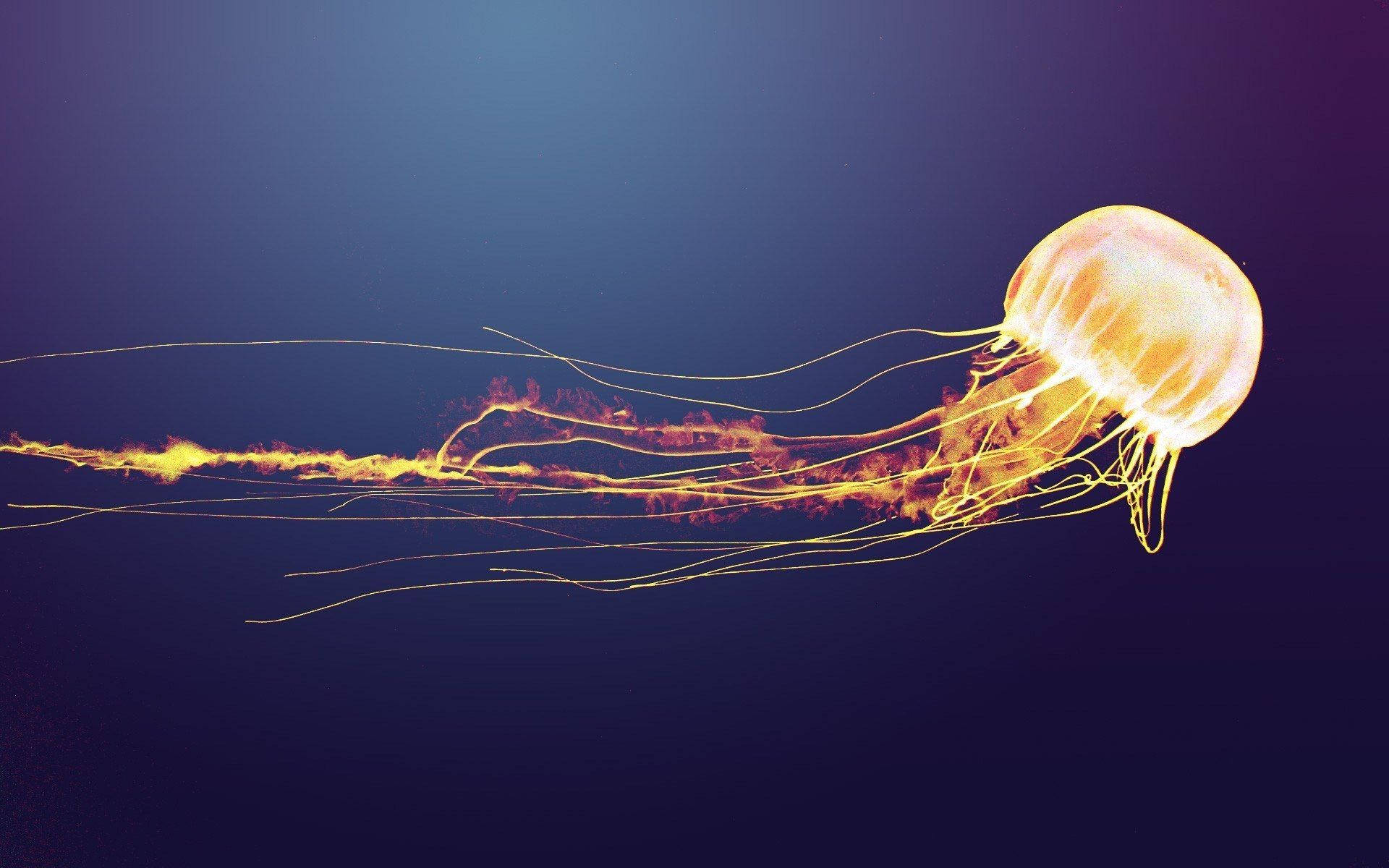 Free Jellyfish Wallpaper Downloads, [100+] Jellyfish Wallpapers for FREE |  