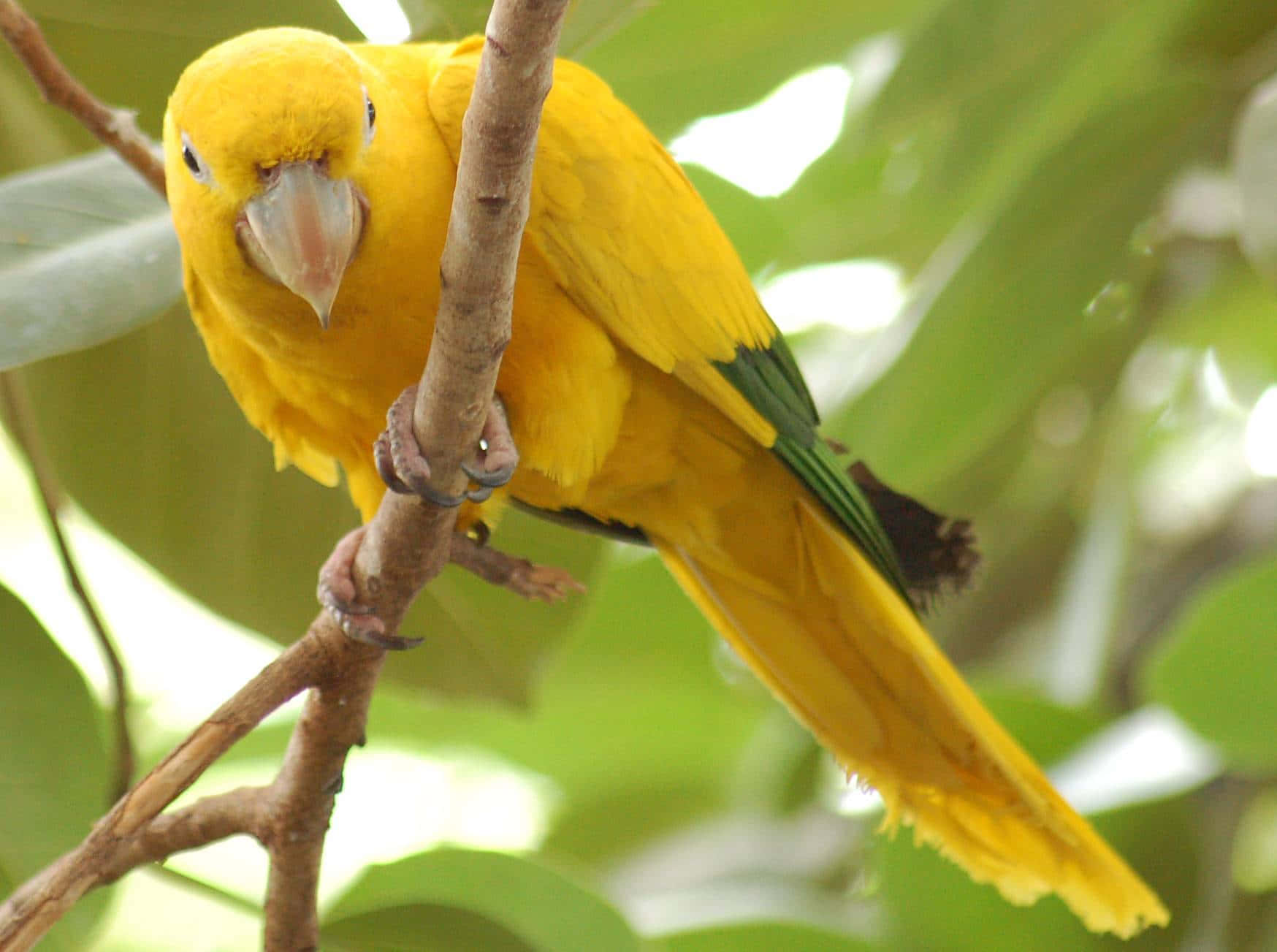 Perroquet Jaune Doré Perché Fond d'écran