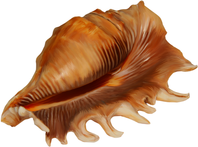 Golden_ Spiral_ Conch_ Shell.png PNG