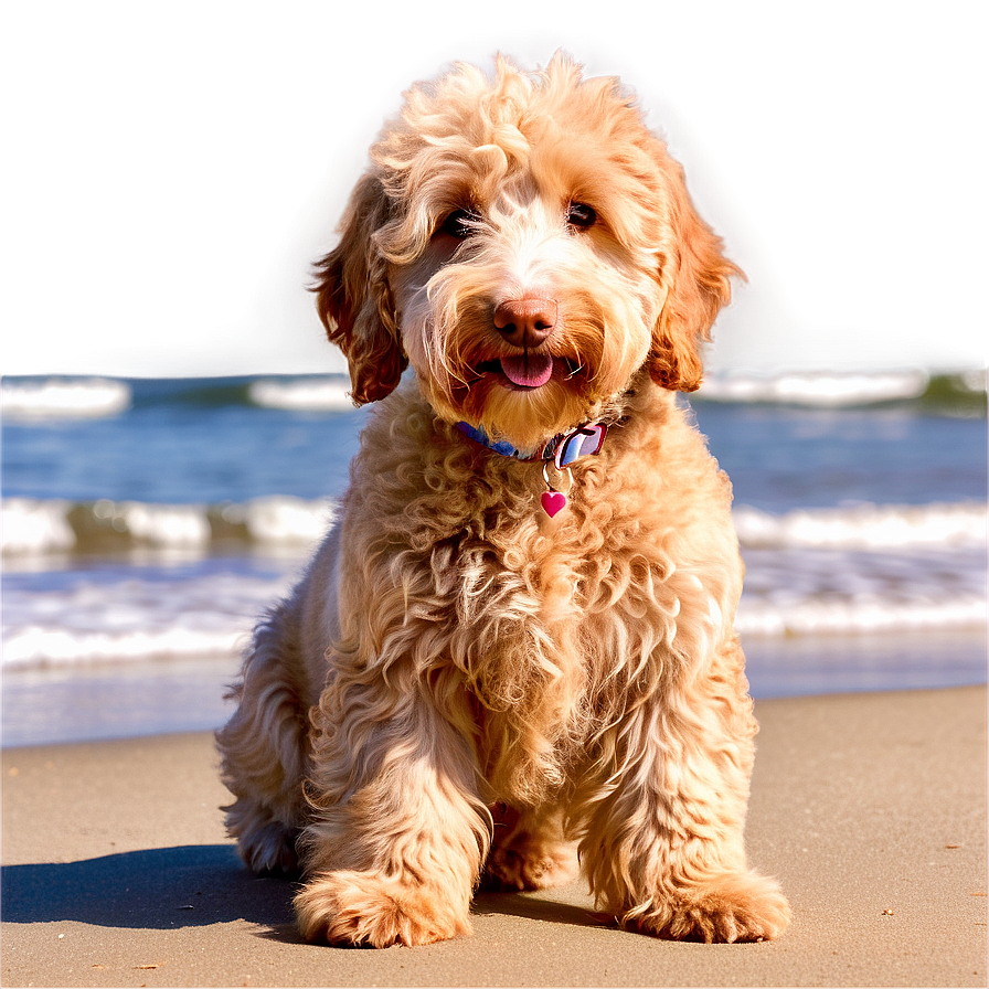 Goldendoodle At Beach Png Ssq87 PNG