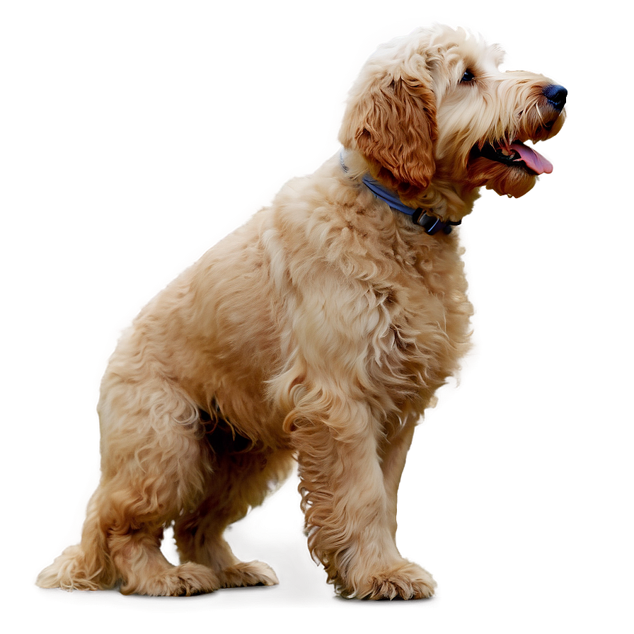 Goldendoodle In Action Png 71 PNG