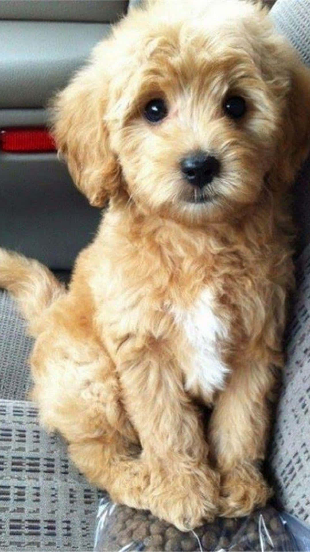 Adorable golden doodle posing for the perfect picture.