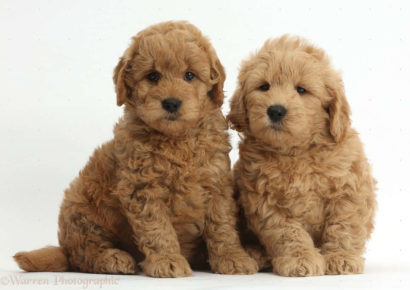 Two Brown Puppies Sitting In Front Of A White Background