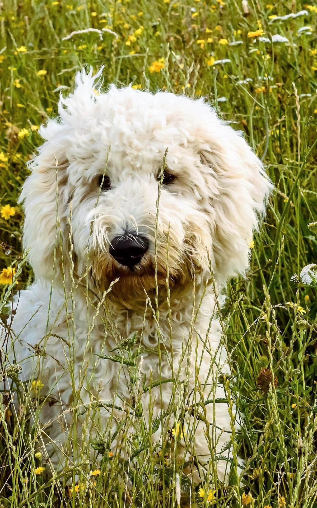 Image  Adorable Goldendoodle Puppy